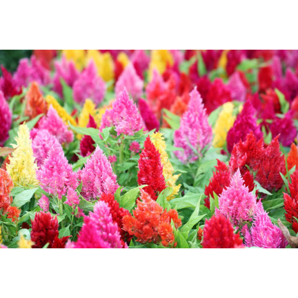 R2067 PIERNISH CELOZIA MIX COLOUR-FREE FLOWERS MIX DECORATION Garten