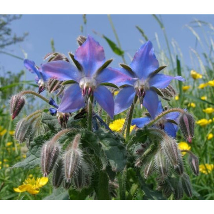 Z3025 BORAGE EINJÄHRIGE GURKE GESCHMACK VIT C MANGAN BORAGO OFFICINALIS 2G