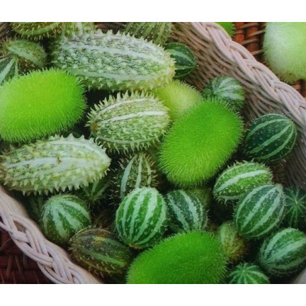R2190 ZIERGURKENMISCHUNG ÄHREN EXOTISCH LANGSTIELIG TERRASSE BALKON CUCUMIS SP.