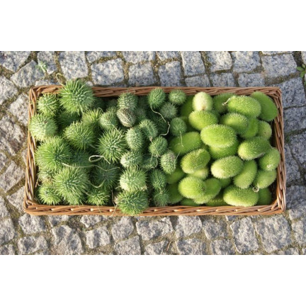 R2190 ZIERGURKENMISCHUNG ÄHREN EXOTISCH LANGSTIELIG TERRASSE BALKON CUCUMIS SP.