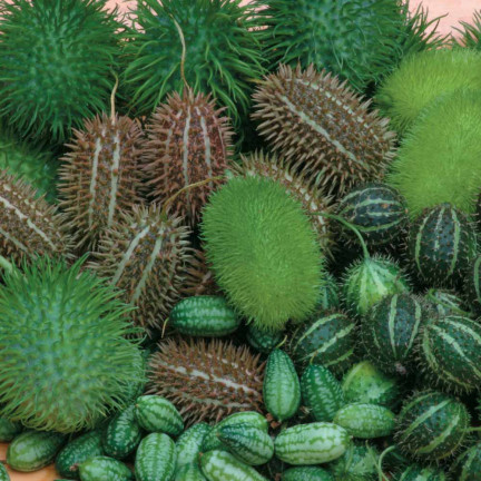 R2190 ZIERGURKENMISCHUNG ÄHREN EXOTISCH LANGSTIELIG TERRASSE BALKON CUCUMIS SP.