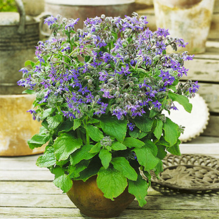 Z3025 BORAGE EINJÄHRIGE GURKE GESCHMACK VIT C MANGAN BORAGO OFFICINALIS 2G