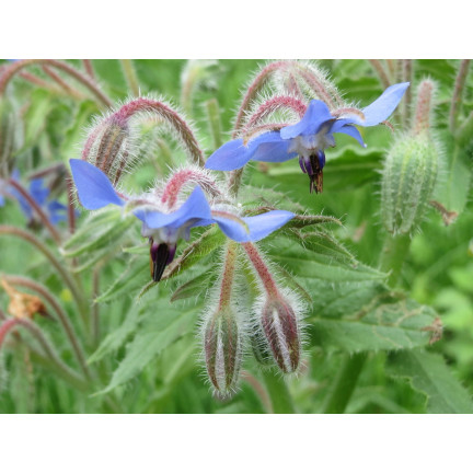 Z3025 BORAGE EINJÄHRIGE GURKE GESCHMACK VIT C MANGAN BORAGO OFFICINALIS 2G