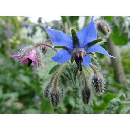 Z3025 BORAGE EINJÄHRIGE GURKE GESCHMACK VIT C MANGAN BORAGO OFFICINALIS 2G