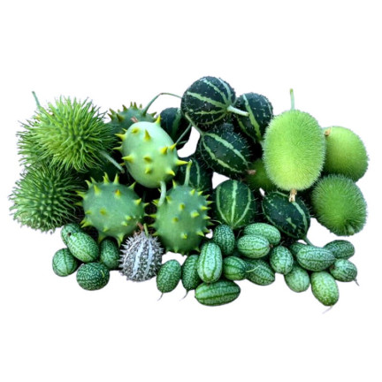 R2190 ZIERGURKENMISCHUNG ÄHREN EXOTISCH LANGSTIELIG TERRASSE BALKON CUCUMIS SP.