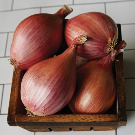Schalotten (Conservor F1), Allium cepa L., Zwiebelsamen, 20 Stück