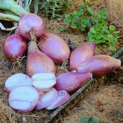 Schalotten (Conservor F1), Allium cepa L., Zwiebelsamen, 20 Stück