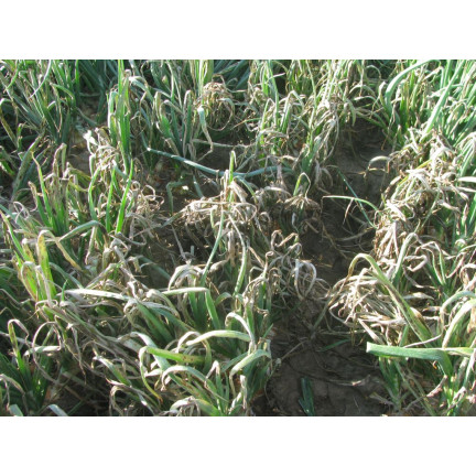 SUM49 Proplant 722SL 100 ml Fungizid gegen Pilzbefall bei Nadelbäumen (Phytophthora)