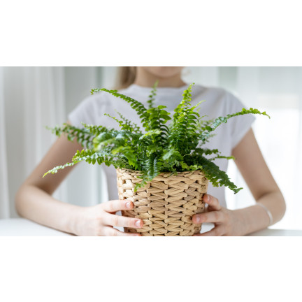 Farn-Erde, mit Dünger angereichertes Pflanzsubstrat, optimale Zusammensetzung, gute Luftdurchlässigkeit, Biovita 5 l