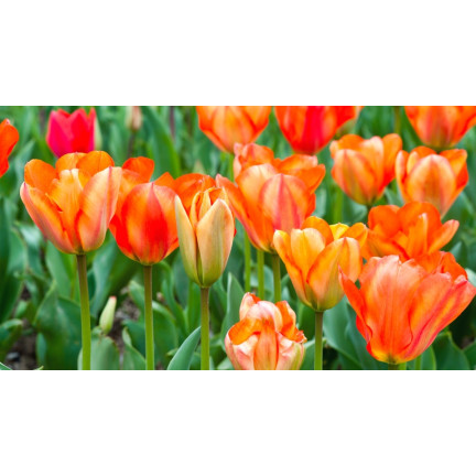CEB13 TULPENZWIEBEL ORANGE BLUMENZWIEBEL 