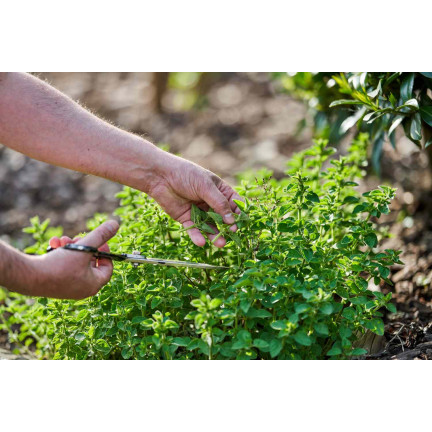 Z3026 OREGANO OREGANO KRÄUTERSAMEN AROMATISCHES KRAUT FÜR JEDE KÜCHE 0.5G