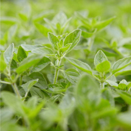 Z3026 OREGANO OREGANO KRÄUTERSAMEN AROMATISCHES KRAUT FÜR JEDE KÜCHE 0.5G