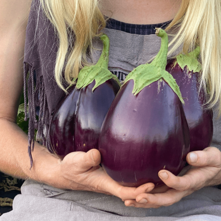W1003 AUBERGINE SAMEN SCHWARZE SCHÖNHEIT LILA BIRNE DER LIEBE 1G