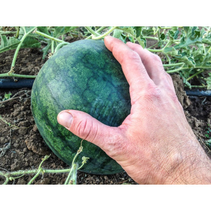 W1001 WASSERMELONE SAMEN ZUCKER BABY CAVON SÜSS SAFTIGES FRUCHTFLEISCH FÜR DEN ANBAU 1G
