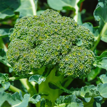 W1008 Brokkolisamen CALABRESE NATALINO FERTILE VITAMINQUELLE LEICHT ANZUBAUEN