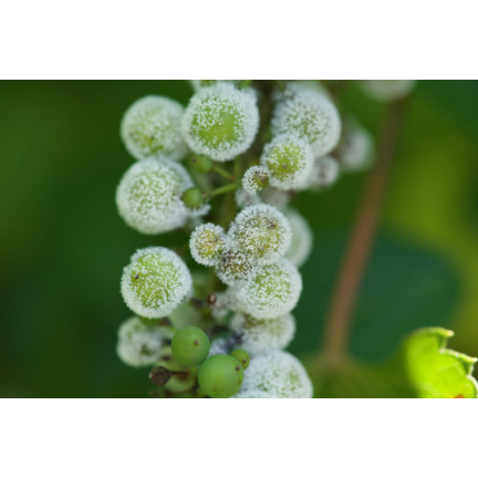 SUM73 Lecithin, ökologisches Fungizid zum Besprühen von Bäumen und Sträuchern, natürlich, 12 g