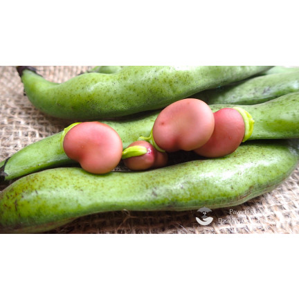 W1007 BOTH Vicia faba L. var. major karminrot fruchtbar schmackhaft früh 30G