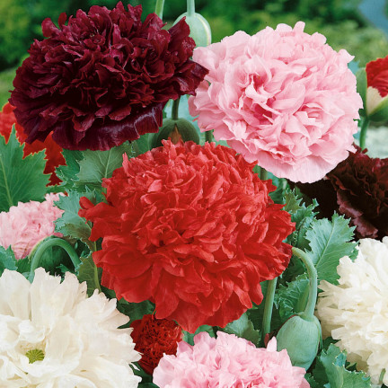 R3969 SOMMER MOHN VOLLE FARBE MIX MOHNBLUMEN SAMEN 0.5G PFINGSTROSE MOHN