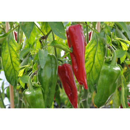 W1314 SMELLY PAPER MARCONI PLENTY OF SWEET FRUIT lang, konisch, rot Capsicum annuum L. 0,5G