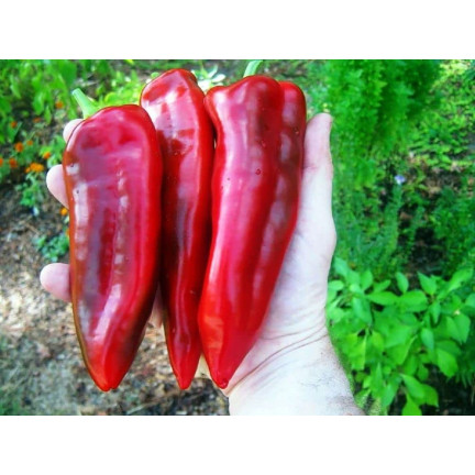 W1314 SMELLY PAPER MARCONI PLENTY OF SWEET FRUIT lang, konisch, rot Capsicum annuum L. 0,5G