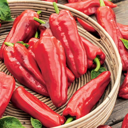 W1314 SMELLY PAPER MARCONI PLENTY OF SWEET FRUIT lang, konisch, rot Capsicum annuum L. 0,5G