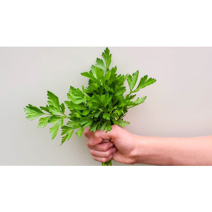 W3754 PETERSILIE GIGANTE D'ITALIA 2G SAMEN HOCHERGIEBIG AROMATISCH