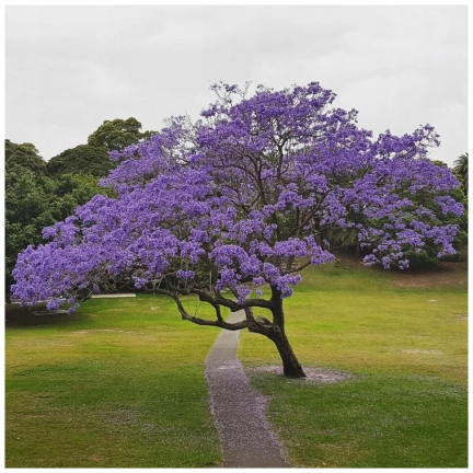  CESAR PAULownia (Sauerstoffbaum) CO2
