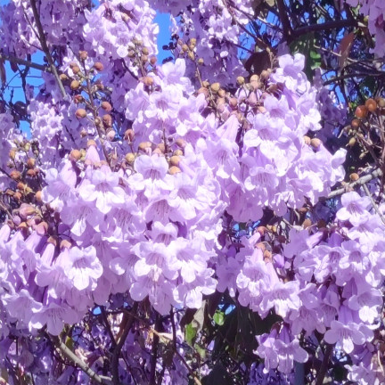  CESAR PAULownia (Sauerstoffbaum) CO2