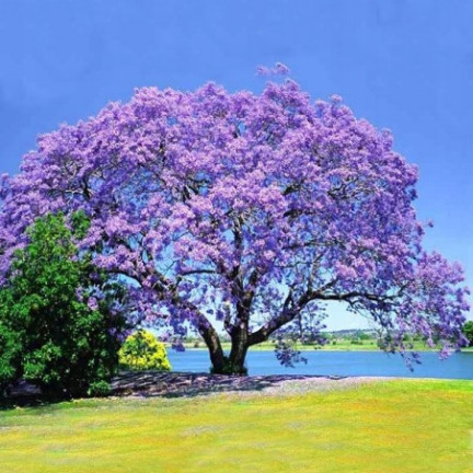  CESAR PAULownia (Sauerstoffbaum) CO2