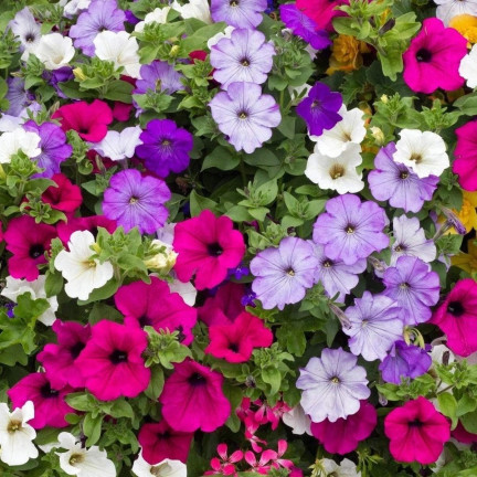 R7325 PETUNIE HÄNGEND BALCONY MIX 0.3G SAMEN BALCONY MIX PETUNIEN