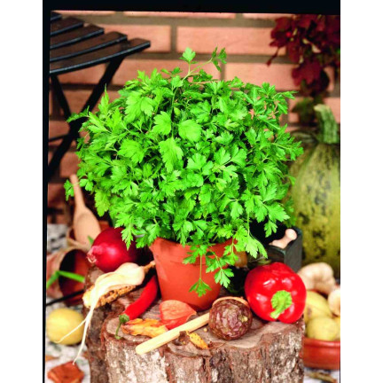 W3754 PETERSILIE GIGANTE D'ITALIA 2G SAMEN HOCHERGIEBIG AROMATISCH