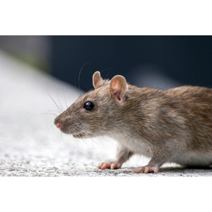 Granulat gegen Mäuse, Nagetiere und Ratten, 25 ppm, Sumin-Box, 480 g (4 x 120 g)