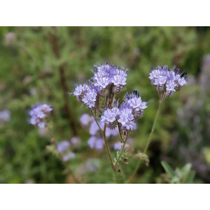 Blaue Phacelia, honigtragend, als Zwischenfrucht, Samen, Toraf, 50 g