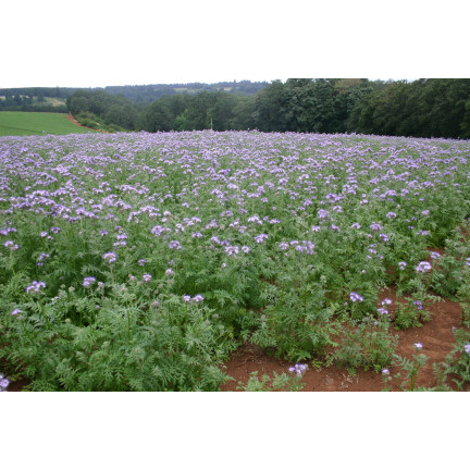 Blaue Phacelia, honigtragend, als Zwischenfrucht, Samen, Toraf, 50 g