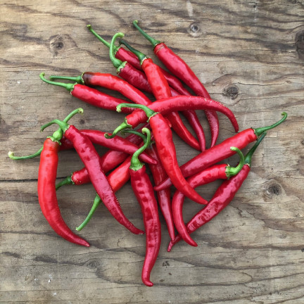 W1137 DE CAYENNE HOT CHILLI PFEFFERSAMEN WÜRZIG 0,5G
