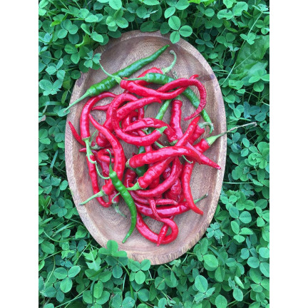 W1137 DE CAYENNE HOT CHILLI PFEFFERSAMEN WÜRZIG 0,5G