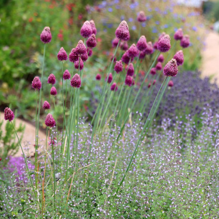 Kopfknoblauch (Allium sphaerocephalon), Blumenzwiebeln, Größe 4/5, 50 Stück.