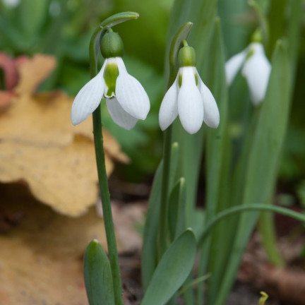 Galanthus „Elwesii“ (Schneeglöckchen), Blumenzwiebeln, Größe 4/5, 50 Stück.
