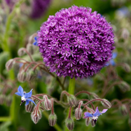 Allium-Blumenzwiebeln, Knoblauch „Red Giant“, Größe 10/12, 10 Stück