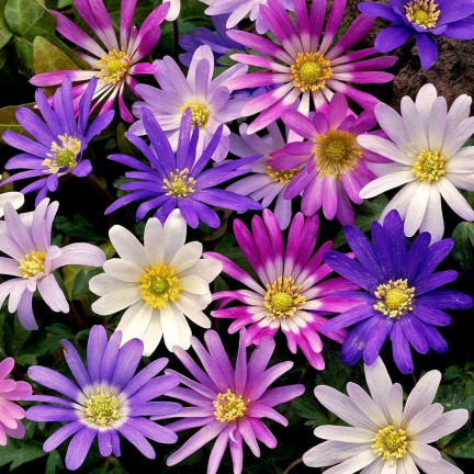 Anemone „Blanda Mixed“, Anemonen-Blumenzwiebeln, Größe 4/5, 50 Stück.