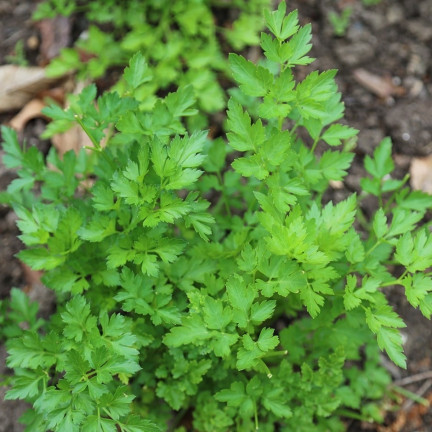 W3754 PETERSILIE GIGANTE D'ITALIA 2G SAMEN HOCHERGIEBIG AROMATISCH