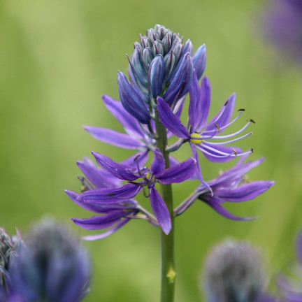 Kamasja, Camassia esculenta „Quamash“, Blumenzwiebeln, Größe 5/6, 50 Stück.