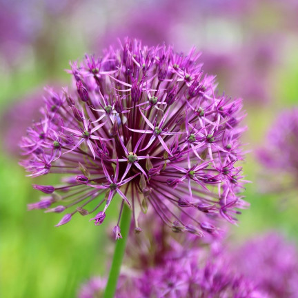 CEB23 GIGANT ORNATIVE TREE OF CANDLES alium PURPLE RAIN 5pcs 12/14