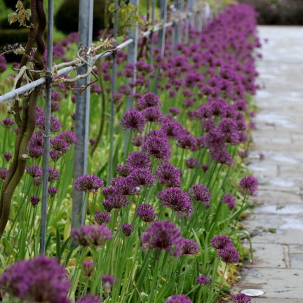 CEB23 GIGANT ORNATIVE TREE OF CANDLES alium PURPLE RAIN 5pcs 12/14
