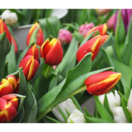 Tulpe „Dow Jones“, Tulpenzwiebeln, Blumenzwiebeln, Größe 9/10, 50 Stück 