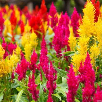 R2067 PIERNISH CELOZIA MIX COLOUR-FREE FLOWERS MIX DECORATION Garten