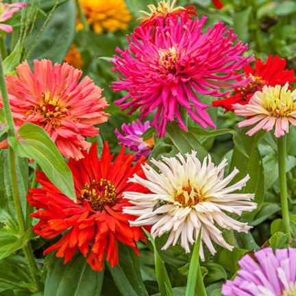 R2070 CHRYSANTHEMENMISCHUNG SAMENSCHNITTBLUMEN MULTI-BLOOM FÜR HÖHERE BEETE1G