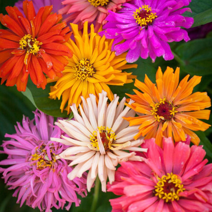 R2070 CHRYSANTHEMENMISCHUNG SAMENSCHNITTBLUMEN MULTI-BLOOM FÜR HÖHERE BEETE1G
