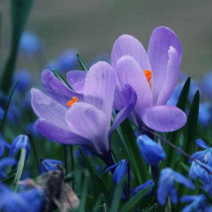 Krokus „Aqua“, Blumenzwiebeln, Krokuszwiebeln, Größe 6/7, 50 Stück.