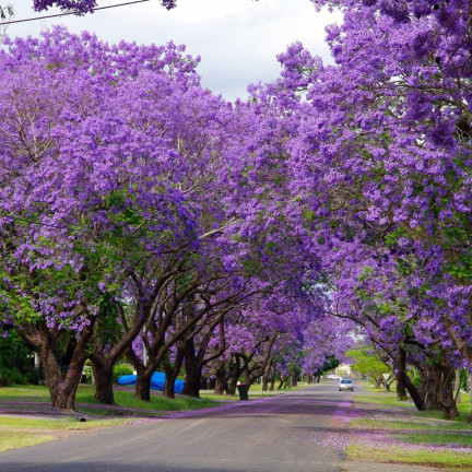  CESAR PAULownia (Sauerstoffbaum) CO2